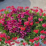 Photo n°12 de l'avis de Velia.a fait le 09/07/2020 à 12:07 sur le  Ristorante  Luna Rossa  à Circello