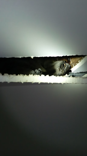 Pest Control Service «Critter Control of Miami», reviews and photos