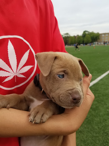 Tourist Attraction «Leaning Tower of Niles», reviews and photos, 6300 Touhy Ave, Niles, IL 60714, USA