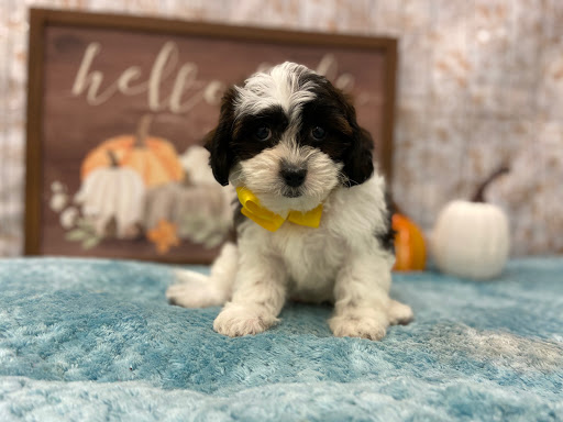 Pet Store «Happiness Is Pets», reviews and photos, 2936 Showplace Dr, Naperville, IL 60564, USA