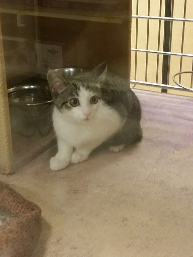 Pet Supply Store «PetSmart», reviews and photos, 4642 Lebanon Pike, Hermitage, TN 37076, USA