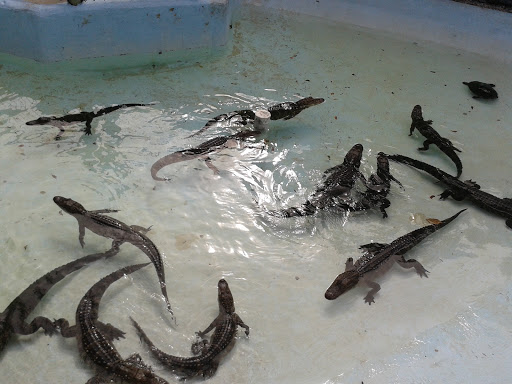 Zoo «Sarasota Jungle Gardens», reviews and photos, 3701 Bay Shore Rd, Sarasota, FL 34234, USA