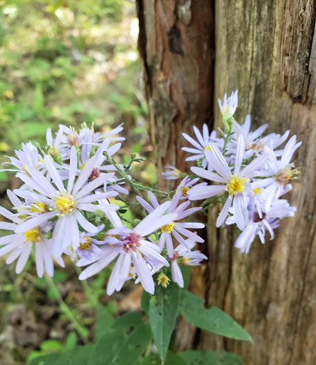 National Park «Effigy Mounds National Monument», reviews and photos, 151 IA-76, Harpers Ferry, IA 52146, USA
