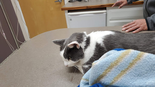 Espey Rob S DVM image