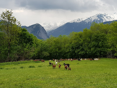 Chèvrerie de Saint Michel à Saint-Michel-de-Maurienne
