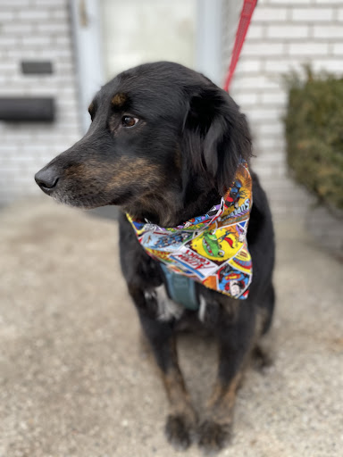 Pet Supply Store «Pet Supplies Plus», reviews and photos, 22124 Ecorse Rd, Taylor, MI 48180, USA