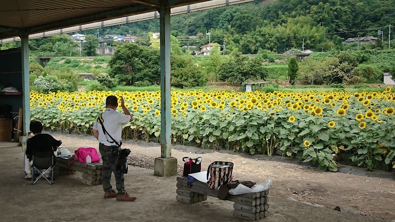 五條市上野町 こうずけちょう ひまわり園 奈良県五條市上野町 観光名所 観光名所 グルコミ