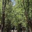 Cortez Cemetery