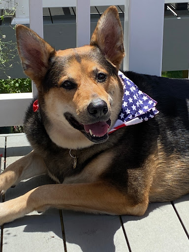 Pet Supply Store «Pet Supplies Plus», reviews and photos, 1610 Kings Hwy N, Cherry Hill, NJ 08034, USA