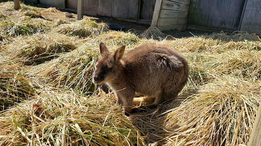 Zoo «Luray Zoo A Rescue Zoo», reviews and photos, 1087 U.S. 211, Luray, VA 22835, USA