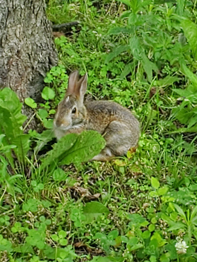 Golf Club «Squirrel Hollow Golf Course», reviews and photos, 12111 Helmer Rd S, Battle Creek, MI 49015, USA