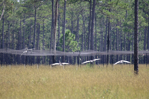 Wildlife Refuge «Mississippi Sandhill Crane National Wildlife Refuge», reviews and photos, 7200 Crane Ln, Gautier, MS 39553, USA