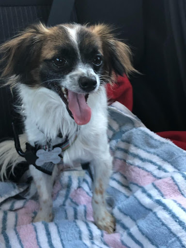 Pet Supply Store «Wally Pets», reviews and photos, 4411 Wallingford Ave N, Seattle, WA 98103, USA