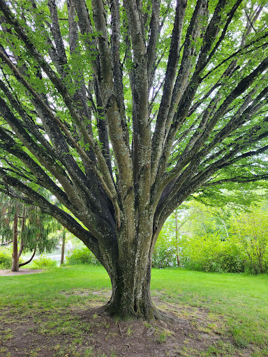 Park «Commonwealth Lake Park», reviews and photos, SW Butner Rd & SW Huntington Ave, Cedar Hills, OR 97225, USA