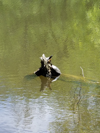 Nature Preserve «Flat Rock Brook Nature Center», reviews and photos, 443 Van Nostrand Ave, Englewood, NJ 07631, USA