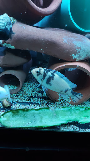 Tropical Fish Store «Tropi-Quatics Pet Center», reviews and photos, 337 S Main St, Lombard, IL 60148, USA