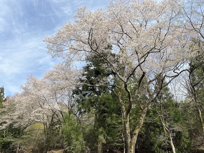 源治丸桜