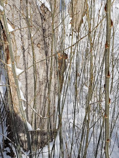 Park «Commons Park», reviews and photos, 2101 15th St, Denver, CO 80202, USA