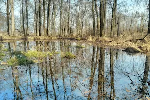 Troy Meadows Wetlands image