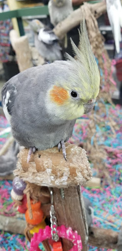 Pet Store «Petland Montgomery», reviews and photos, 7127 Eastchase Pkwy, Montgomery, AL 36117, USA