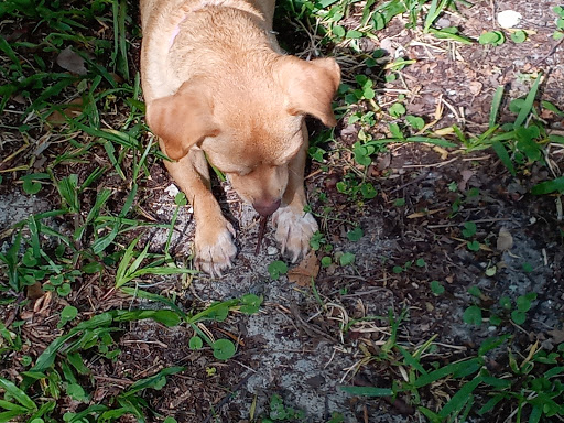 Tourist Attraction «Fun 2 Dive - Swim with Manatees», reviews and photos, 135 NE 3rd St, Crystal River, FL 34429, USA