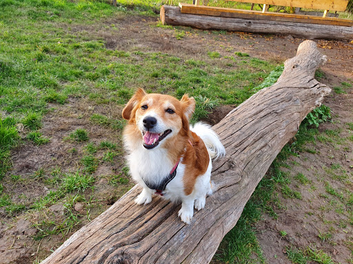 Hundeplatz Tapachtal