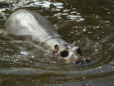 Hippopotame (37) à Amnéville