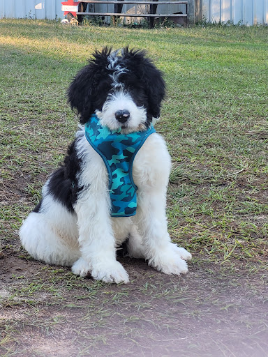 Pet Store «Dream Puppys», reviews and photos, 1461 Westgate Pkwy, Dothan, AL 36303, USA