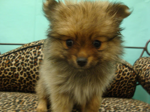 Pet Store «Pet Luv Pet Center», reviews and photos, 8057 S Cicero Ave, Chicago, IL 60652, USA