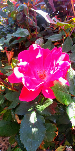 Gift Shop «Shops At Tucker House», reviews and photos, 4354 Lynburn Dr, Tucker, GA 30084, USA