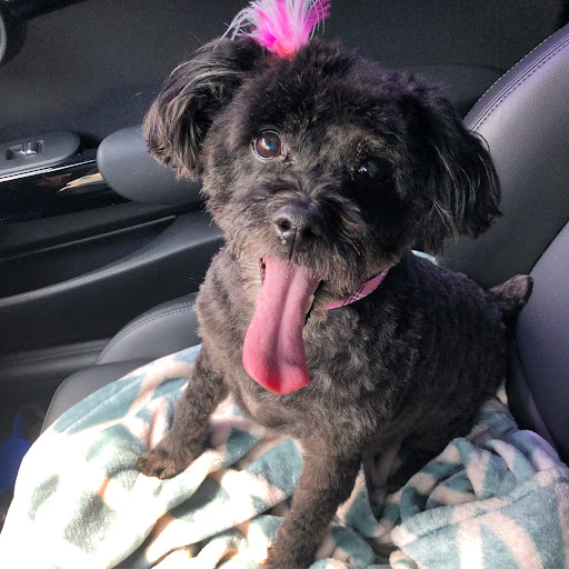 Pet Supply Store «PetSmart», reviews and photos, 2028 Miamisburg Centerville Rd, Dayton, OH 45459, USA