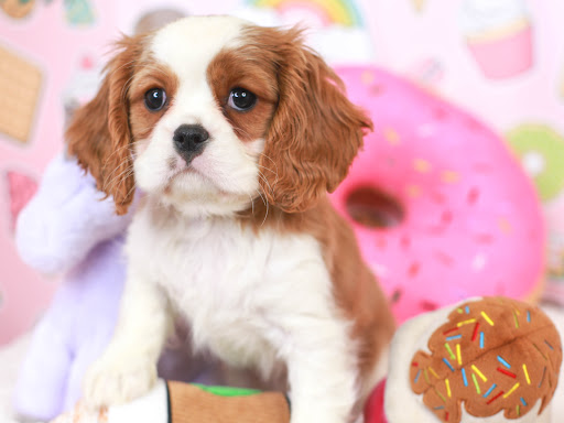 Pet Store «Animal Kingdom», reviews and photos, 4500 N Oracle Rd #254, Tucson, AZ 85705, USA