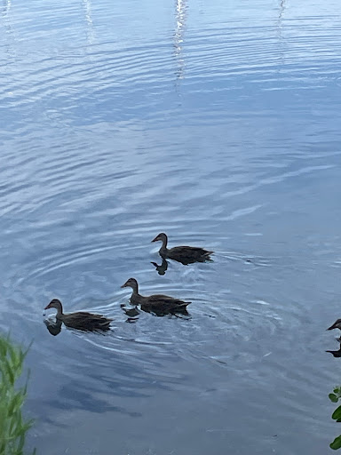 Park «Coachman Park», reviews and photos, 301 Drew St, Clearwater, FL 33755, USA