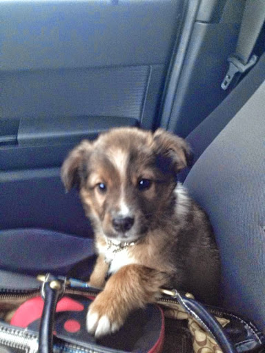 Pet Adoption Service «Petland Novi», reviews and photos, 27200 Novi Rd # A, Novi, MI 48377, USA