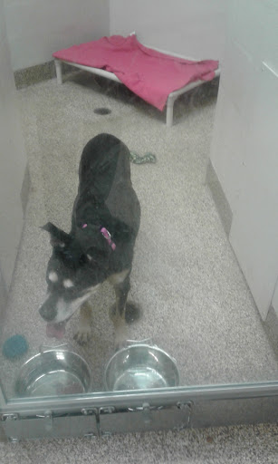 Animal Protection Organization «Charleston Animal Society», reviews and photos