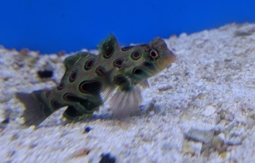 Tropical Fish Store «Aquatic Zoo Tropical Fish», reviews and photos, 2655 Thousand Oaks Blvd, Thousand Oaks, CA 91362, USA