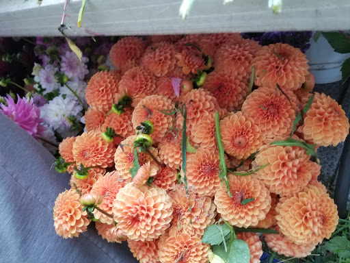 Market «Portland Saturday Market», reviews and photos, 2 SW Naito Pkwy, Portland, OR 97204, USA