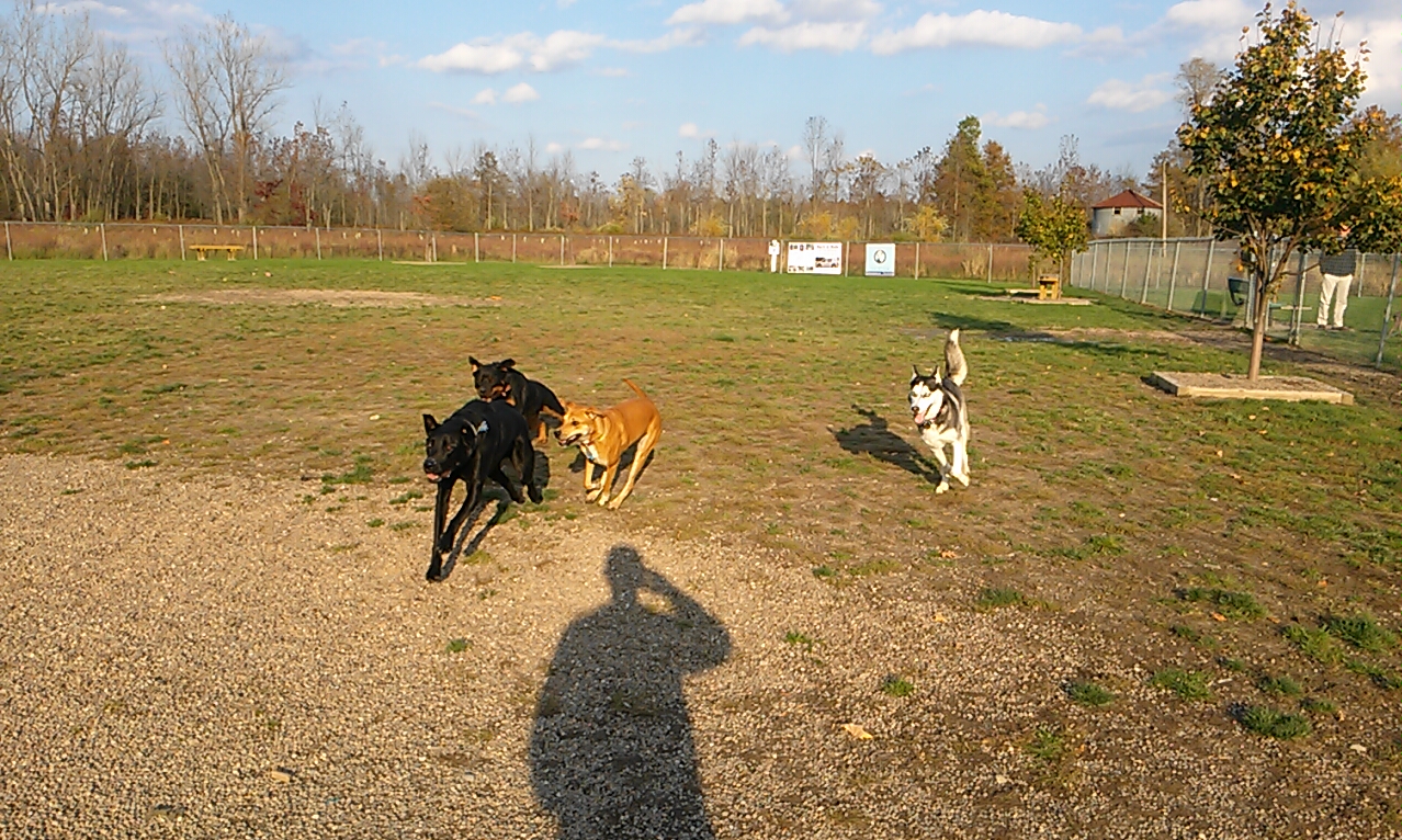 The Paw Park - Off-Leash Dog Park
