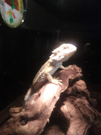 Pet Store «Southside Aquatics», reviews and photos, 2039 Pleasanton Rd, San Antonio, TX 78221, USA