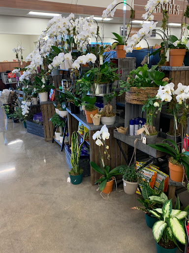 Grocery Store «Albertsons», reviews and photos, 4625 Frankford Rd, Dallas, TX 75287, USA