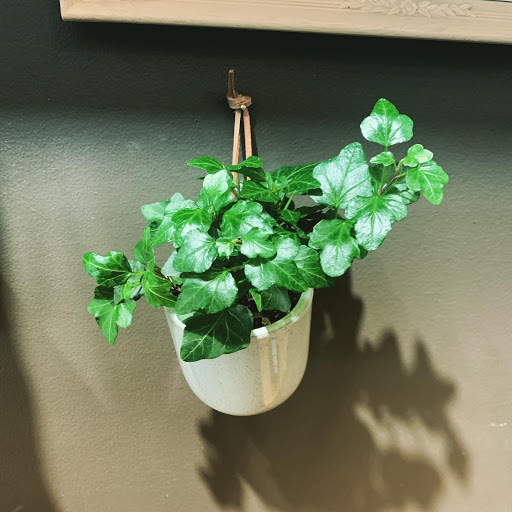 Florist «City Bloom, Inc», reviews and photos, 1300 Clay St #162b, Oakland, CA 94612, USA