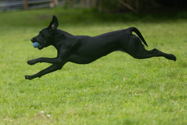 Priestlands Dogs - Dog trainer