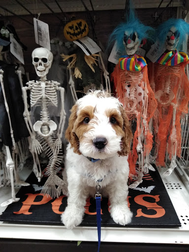 Craft Store «Michaels», reviews and photos, 630 US-441, Lady Lake, FL 32159, USA