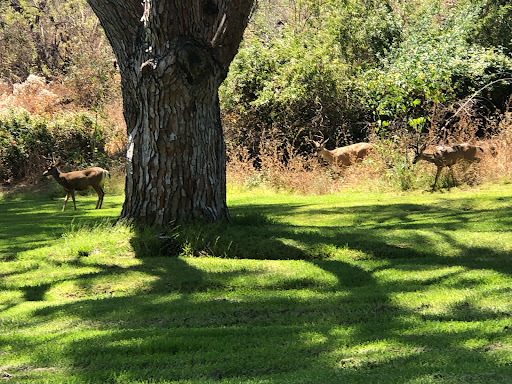 Memorial Park «Forest Lawn - Hollywood Hills», reviews and photos, 6300 Forest Lawn Dr, Los Angeles, CA 90068, USA