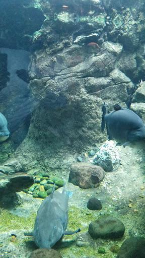 Zoo «Houston Zoo», reviews and photos, 6200 Hermann Park Dr, Houston, TX 77030, USA