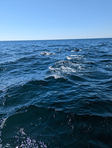 Whale Watching Tour Agency «7 Seas Whale Watch», reviews and photos, 63 Rogers St, Gloucester, MA 01930, USA