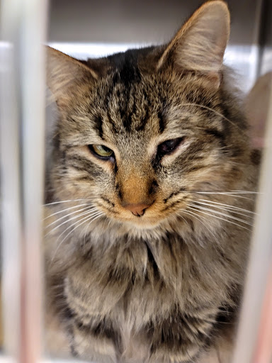 Pet Supply Store «PetSmart», reviews and photos, 4465 US-14, Crystal Lake, IL 60014, USA