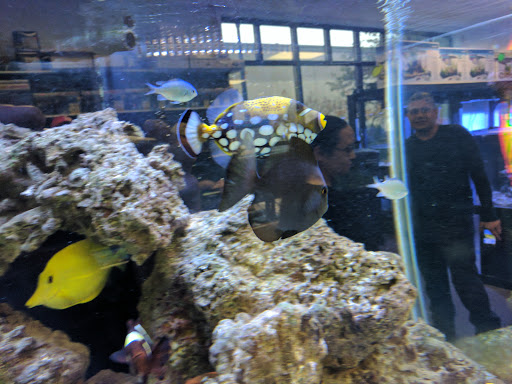 Tropical Fish Store «All Things Aquariums», reviews and photos, 30789 SW Boones Ferry Rd k, Wilsonville, OR 97070, USA