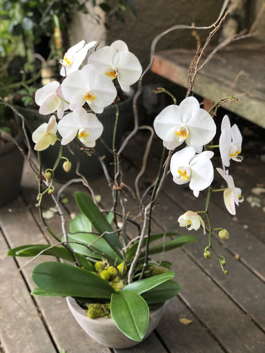 Florist «Goose Hollow Flowers», reviews and photos, 1219 SW 19th Ave, Portland, OR 97205, USA