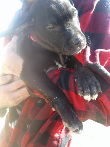 Alva Veterinary Clinic